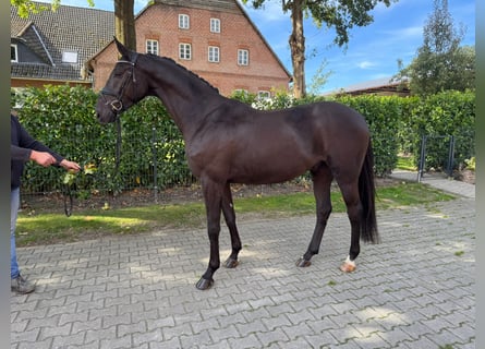 Oldenburger Mix, Wallach, 4 Jahre, 167 cm, Rappe