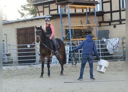 Oldenburger, Wallach, 4 Jahre, 167 cm, Schwarzbrauner