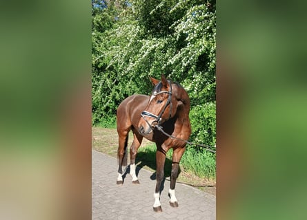 Oldenburger, Wallach, 4 Jahre, 168 cm, Brauner