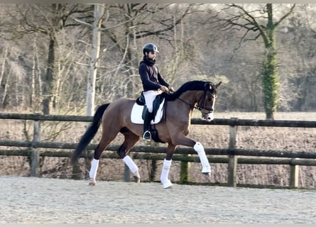 Oldenburger, Wallach, 4 Jahre, 168 cm, Brauner