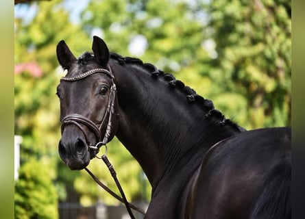 Oldenburger, Wallach, 4 Jahre, 168 cm, Brauner