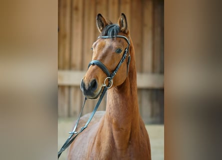Oldenburger, Wallach, 4 Jahre, 168 cm, Brauner
