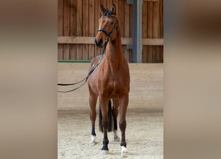 Oldenburger, Wallach, 4 Jahre, 168 cm, Brauner