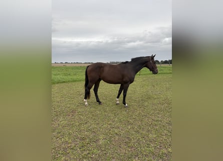Oldenburger, Wallach, 4 Jahre, 168 cm, Brauner