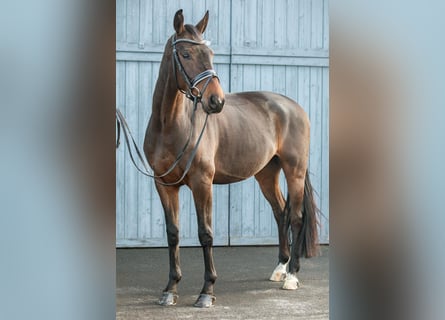 Oldenburger, Wallach, 4 Jahre, 168 cm, Dunkelbrauner