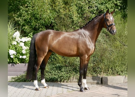 Oldenburger, Wallach, 4 Jahre, 168 cm, Dunkelbrauner