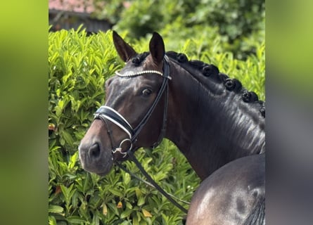 Oldenburger, Wallach, 4 Jahre, 168 cm, Dunkelbrauner