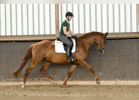 Oldenburger, Wallach, 4 Jahre, 168 cm, Dunkelfuchs