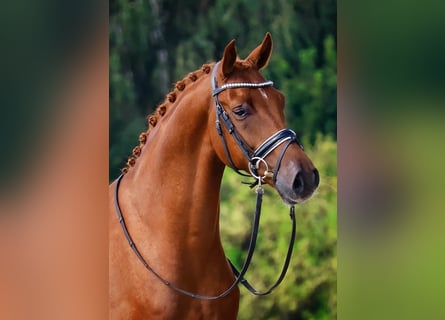 Oldenburger, Wallach, 4 Jahre, 168 cm, Dunkelfuchs