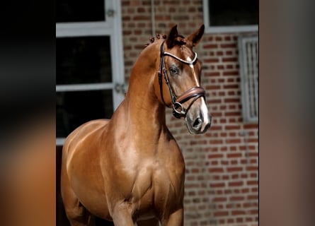 Oldenburger, Wallach, 4 Jahre, 168 cm, Fuchs