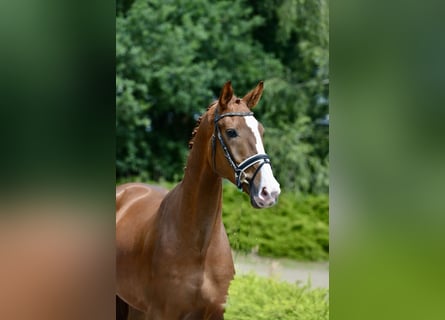 Oldenburger, Wallach, 4 Jahre, 168 cm, Fuchs
