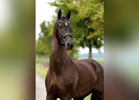 Oldenburger, Wallach, 4 Jahre, 168 cm, Rappe