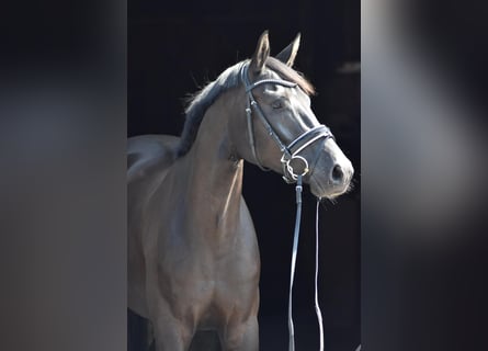Oldenburger, Wallach, 4 Jahre, 168 cm, Rappe