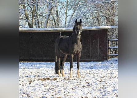 Oldenburger, Wallach, 4 Jahre, 168 cm, Rappe
