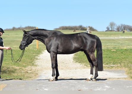 Oldenburger, Wallach, 4 Jahre, 168 cm, Rappe