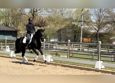 Oldenburger, Wallach, 4 Jahre, 168 cm, Rappe