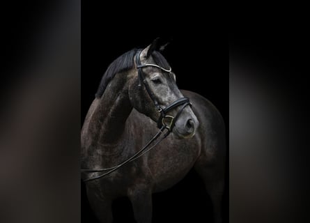 Oldenburger, Wallach, 4 Jahre, 168 cm, Rappschimmel