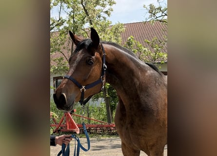 Oldenburger, Wallach, 4 Jahre, 168 cm, Rotbrauner