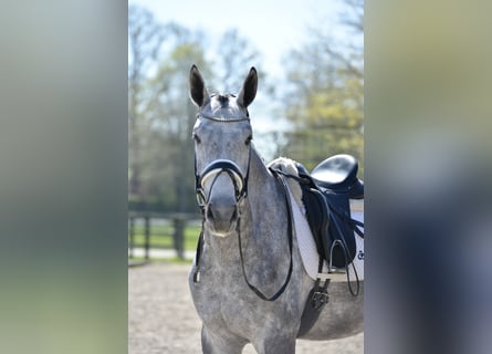 Oldenburger, Wallach, 4 Jahre, 168 cm, Schimmel
