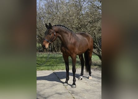Oldenburger, Wallach, 4 Jahre, 169 cm, Brauner