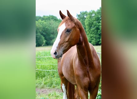 Oldenburger, Wallach, 4 Jahre, 169 cm, Dunkelfuchs