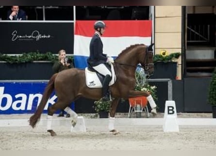 Oldenburger, Wallach, 4 Jahre, 169 cm, Fuchs