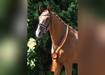 Oldenburger, Wallach, 4 Jahre, 169 cm, Fuchs