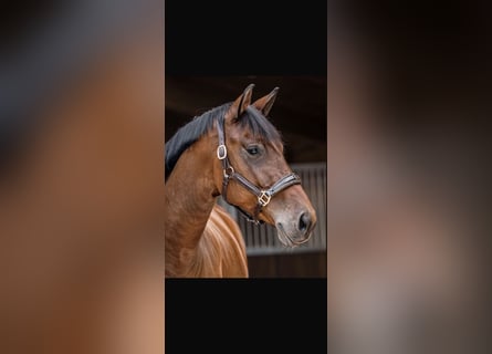 Oldenburger, Wallach, 4 Jahre, 170 cm, Brauner