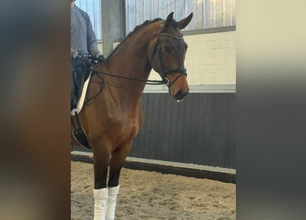 Oldenburger, Wallach, 4 Jahre, 170 cm, Brauner