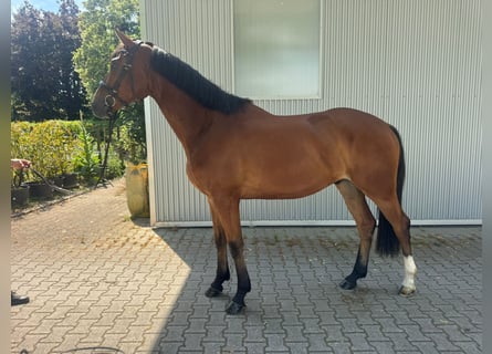 Oldenburger, Wallach, 4 Jahre, 170 cm, Brauner