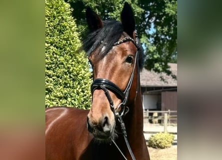 Oldenburger, Wallach, 4 Jahre, 170 cm, Dunkelbrauner