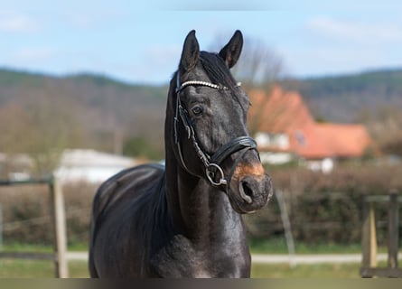 Oldenburger, Wallach, 4 Jahre, 170 cm, Dunkelbrauner