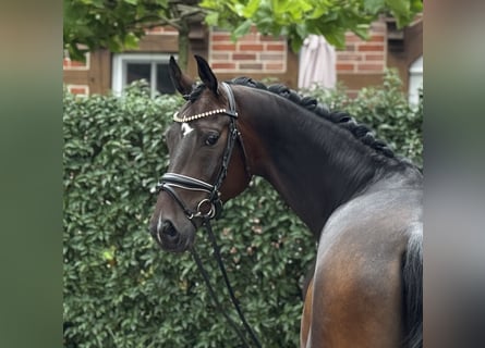 Oldenburger, Wallach, 4 Jahre, 170 cm, Dunkelbrauner