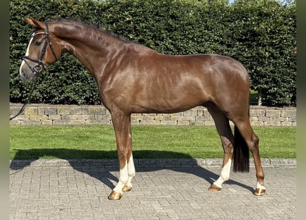 Oldenburger, Wallach, 4 Jahre, 170 cm, Dunkelfuchs