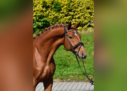 Oldenburger, Wallach, 4 Jahre, 170 cm, Fuchs