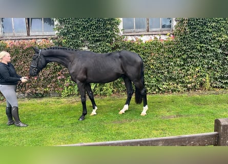 Oldenburger, Wallach, 4 Jahre, 170 cm, Rappe