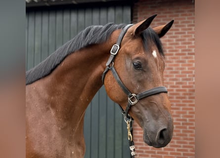 Oldenburger, Wallach, 4 Jahre, 171 cm, Brauner