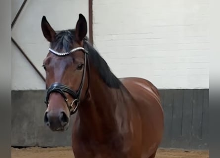 Oldenburger, Wallach, 4 Jahre, 171 cm, Brauner