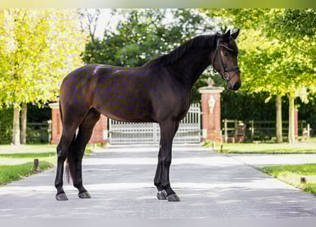 Oldenburger, Wallach, 4 Jahre, 171 cm, Dunkelbrauner