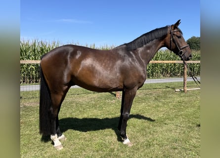 Oldenburger, Wallach, 4 Jahre, 171 cm, Dunkelbrauner