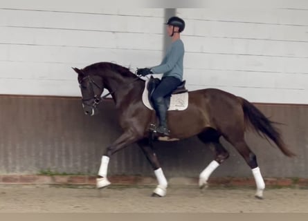 Oldenburger, Wallach, 4 Jahre, 171 cm, Dunkelfuchs