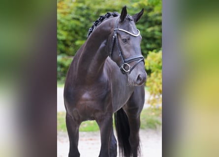 Oldenburger, Wallach, 4 Jahre, 171 cm, Rappe