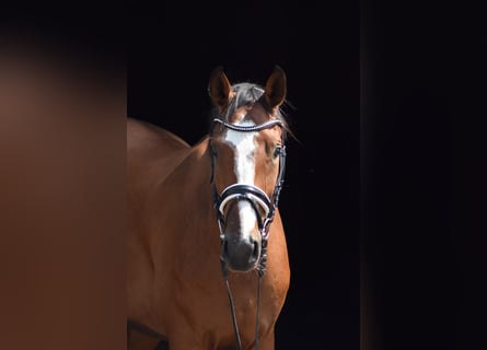 Oldenburger, Wallach, 4 Jahre, 172 cm, Brauner
