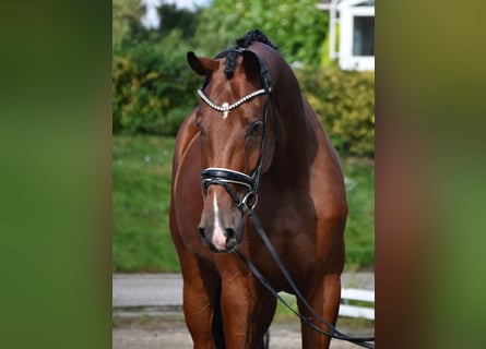 Oldenburger, Wallach, 4 Jahre, 172 cm, Dunkelbrauner