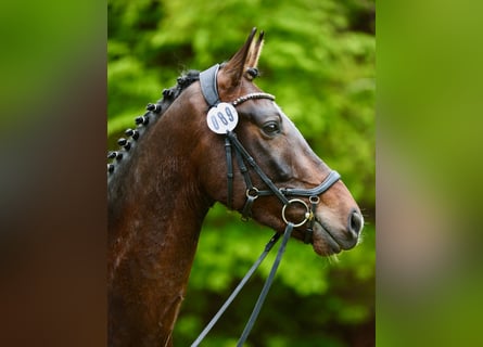 Oldenburger, Wallach, 4 Jahre, 172 cm, Dunkelbrauner