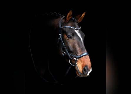 Oldenburger, Wallach, 4 Jahre, 172 cm, Dunkelbrauner