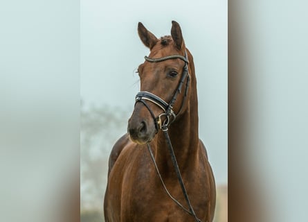 Oldenburger, Wallach, 4 Jahre, 172 cm, Dunkelfuchs