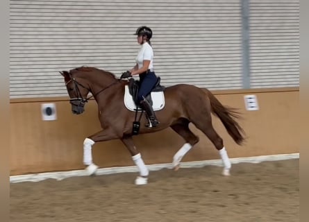 Oldenburger, Wallach, 4 Jahre, 172 cm, Fuchs