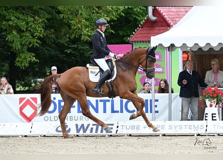 Oldenburger, Wallach, 4 Jahre, 172 cm, Fuchs