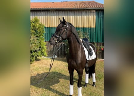 Oldenburger, Wallach, 4 Jahre, 172 cm, Rappe